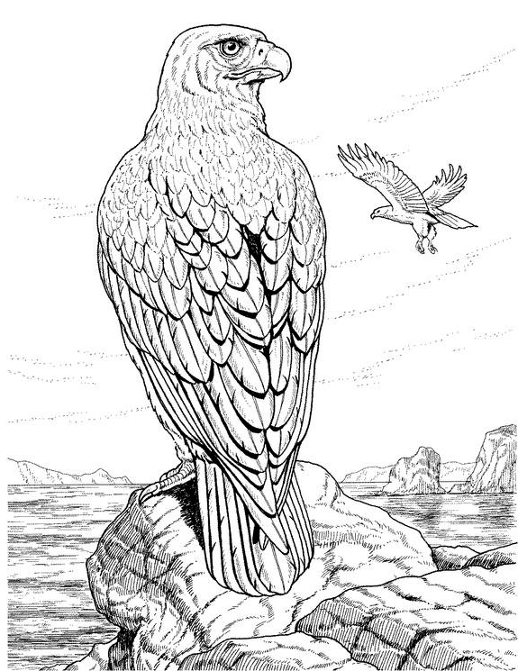 Dibujo para colorear: Águila (Animales) #277 - Dibujos para Colorear e Imprimir Gratis
