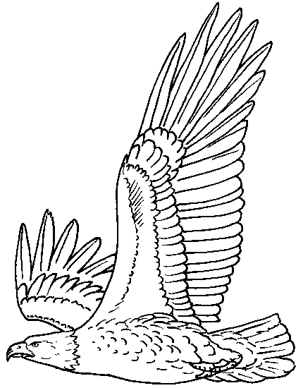 Dibujo para colorear: Águila (Animales) #280 - Dibujos para Colorear e Imprimir Gratis