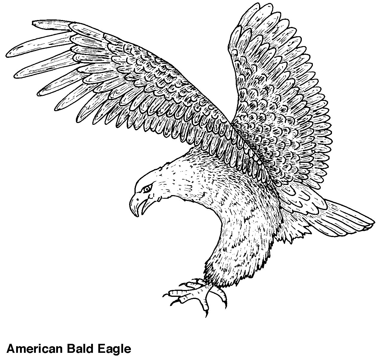 Dibujo para colorear: Águila (Animales) #285 - Dibujos para Colorear e Imprimir Gratis