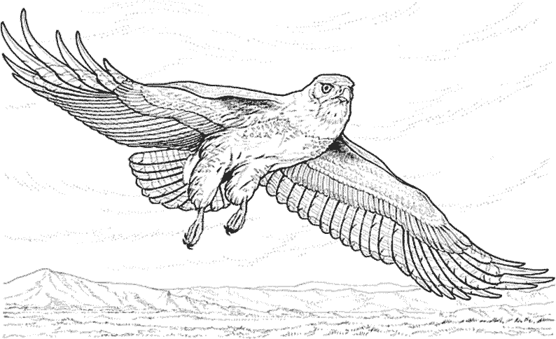 Dibujo para colorear: Águila (Animales) #287 - Dibujos para Colorear e Imprimir Gratis
