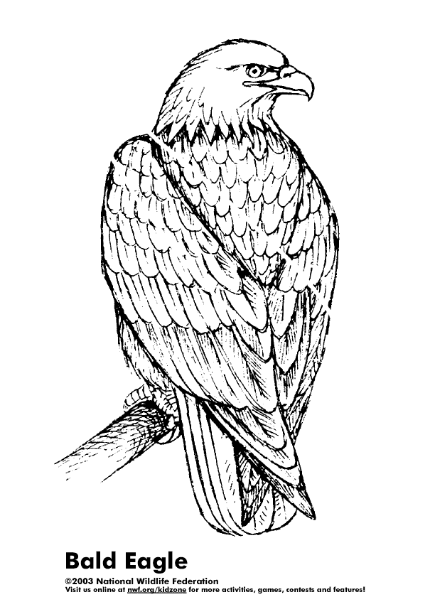 Dibujo para colorear: Águila (Animales) #297 - Dibujos para Colorear e Imprimir Gratis