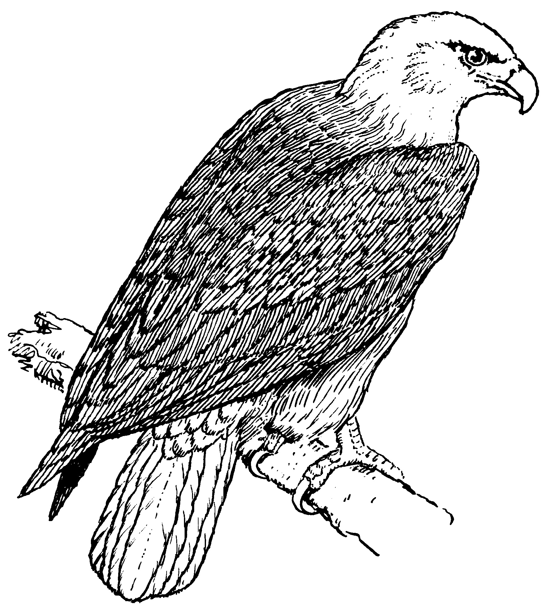 Dibujo para colorear: Águila (Animales) #298 - Dibujos para Colorear e Imprimir Gratis