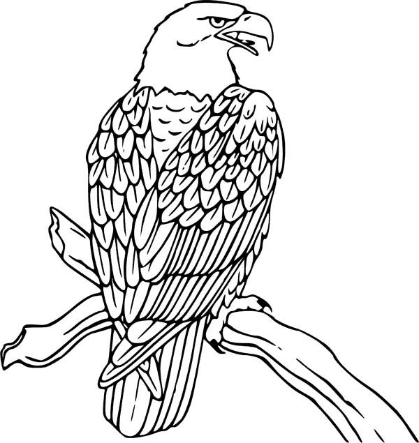 Dibujo para colorear: Águila (Animales) #308 - Dibujos para Colorear e Imprimir Gratis
