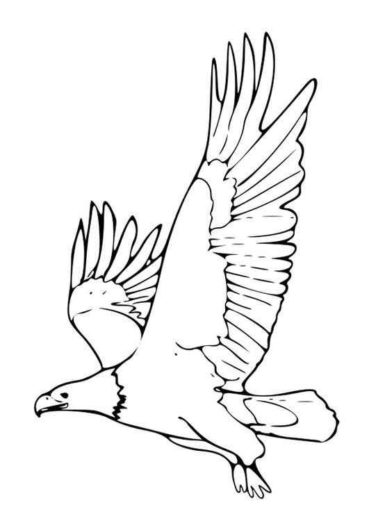 Dibujo para colorear: Águila (Animales) #329 - Dibujos para Colorear e Imprimir Gratis