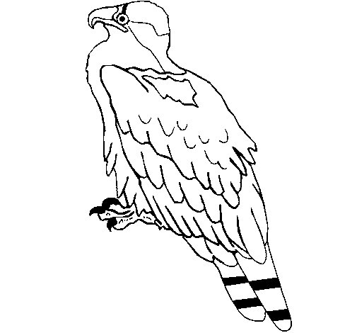 Dibujo para colorear: Águila (Animales) #373 - Dibujos para Colorear e Imprimir Gratis