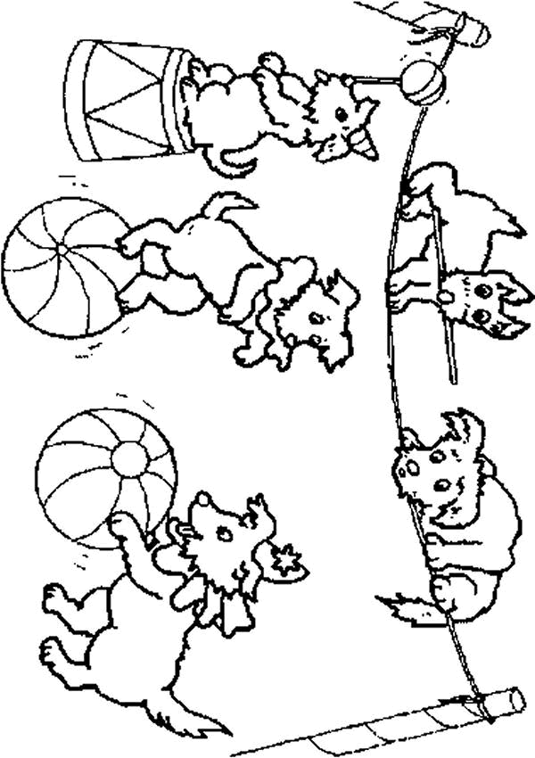 Dibujo para colorear: Animales de circo (Animales) #21040 - Dibujos para Colorear e Imprimir Gratis