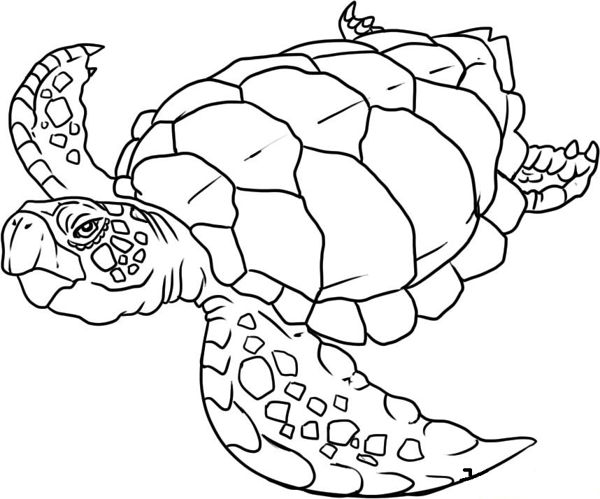 Dibujo para colorear: Animales marinos (Animales) #22001 - Dibujos para Colorear e Imprimir Gratis
