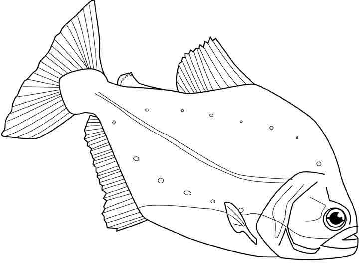 Dibujo para colorear: Animales marinos (Animales) #22148 - Dibujos para Colorear e Imprimir Gratis
