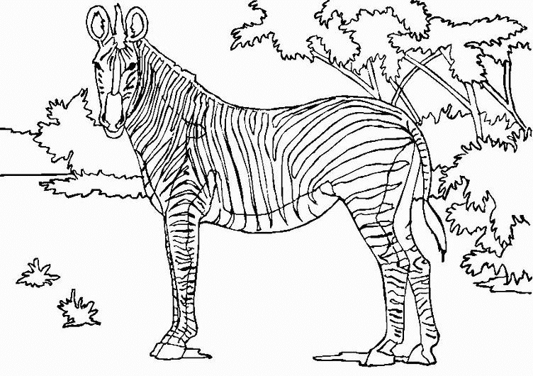 Dibujo para colorear: Animales salvajes / de la selva (Animales) #21241 - Dibujos para Colorear e Imprimir Gratis