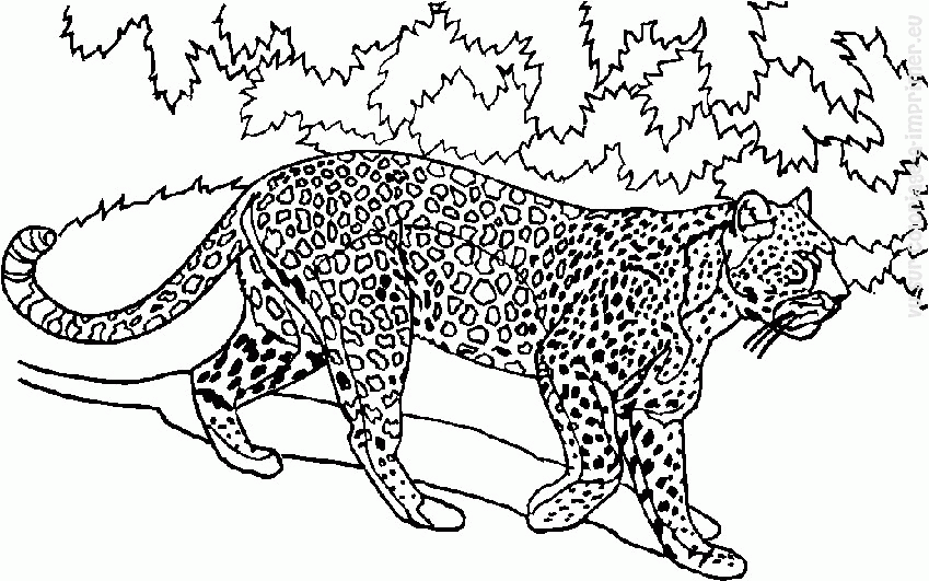 Dibujo para colorear: Animales salvajes / de la selva (Animales) #21277 - Dibujos para Colorear e Imprimir Gratis