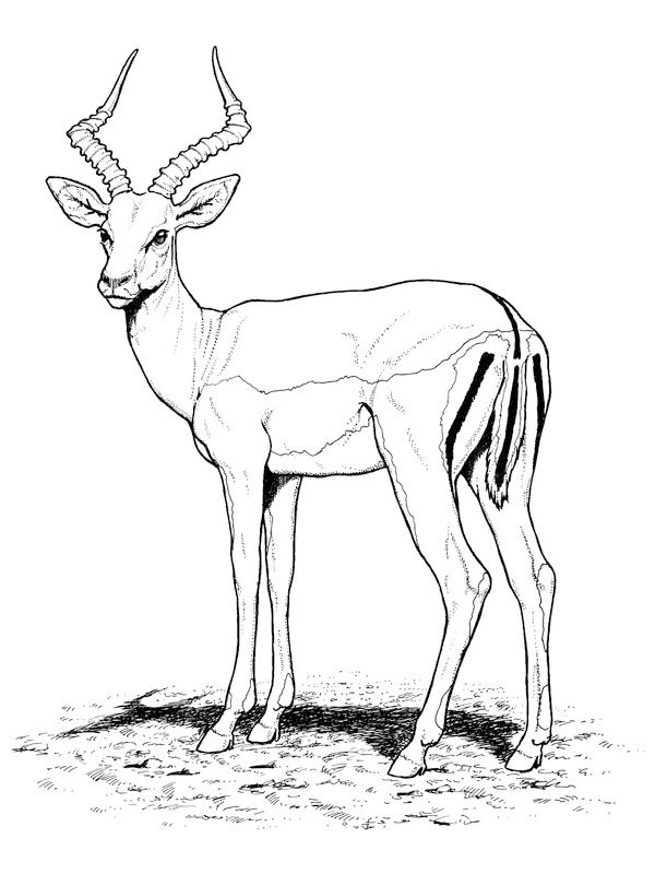 Dibujo para colorear: Antílope (Animales) #22580 - Dibujos para Colorear e Imprimir Gratis