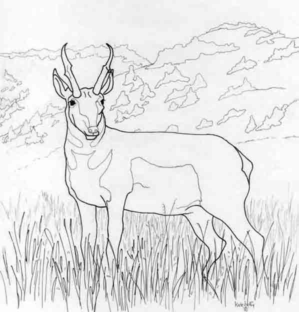 Dibujo para colorear: Antílope (Animales) #22586 - Dibujos para Colorear e Imprimir Gratis