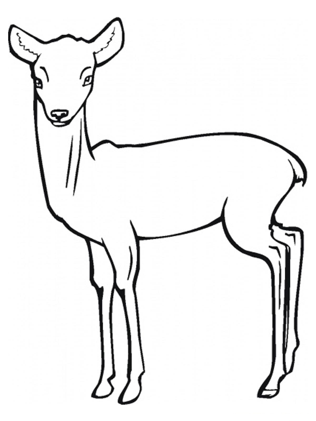 Dibujo para colorear: Antílope (Animales) #22595 - Dibujos para Colorear e Imprimir Gratis