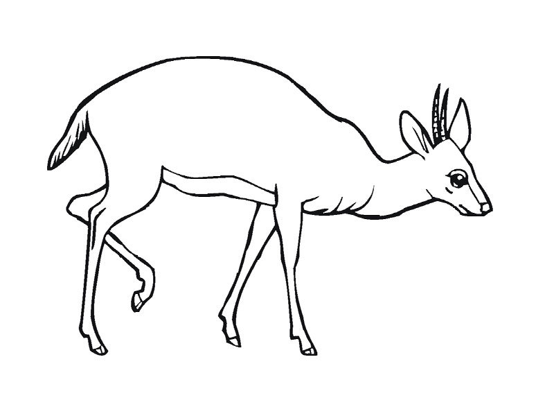 Dibujo para colorear: Antílope (Animales) #22600 - Dibujos para Colorear e Imprimir Gratis