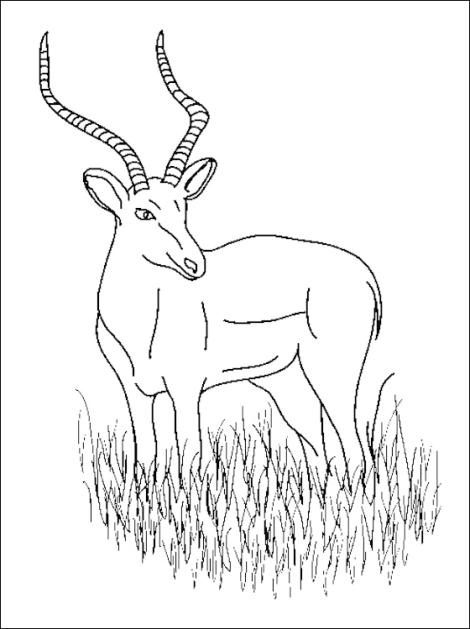 Dibujo para colorear: Antílope (Animales) #22672 - Dibujos para Colorear e Imprimir Gratis