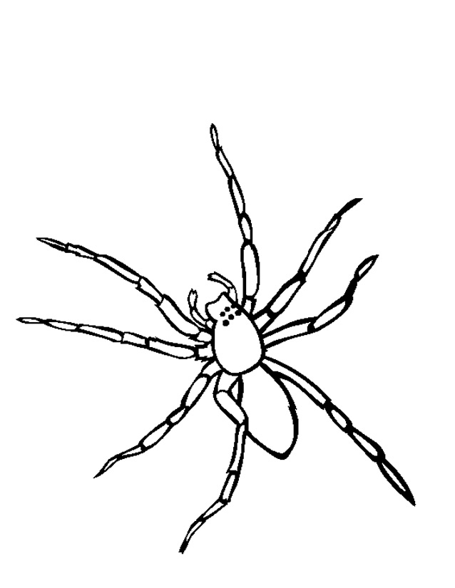 Dibujo para colorear: Araña (Animales) #576 - Dibujos para Colorear e Imprimir Gratis