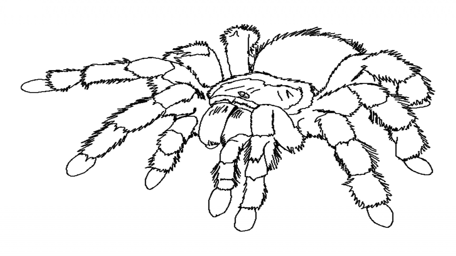 Dibujo para colorear: Araña (Animales) #586 - Dibujos para Colorear e Imprimir Gratis