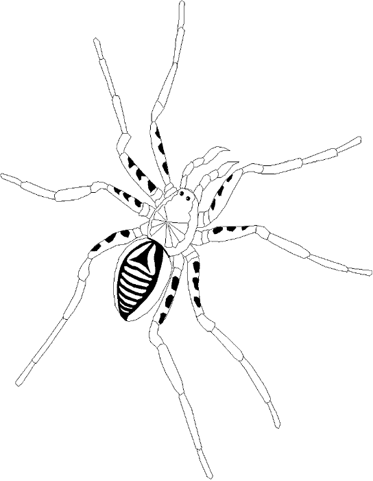 Dibujo para colorear: Araña (Animales) #610 - Dibujos para Colorear e Imprimir Gratis