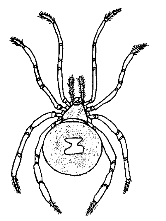 Dibujo para colorear: Araña (Animales) #666 - Dibujos para Colorear e Imprimir Gratis
