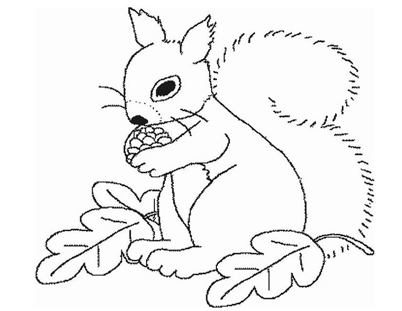 Dibujo para colorear: Ardilla (Animales) #6128 - Dibujos para Colorear e Imprimir Gratis