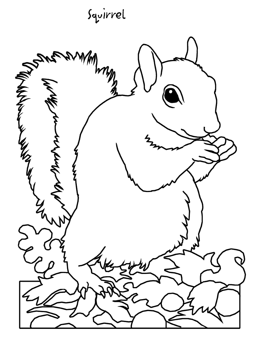 Dibujo para colorear: Ardilla (Animales) #6203 - Dibujos para Colorear e Imprimir Gratis