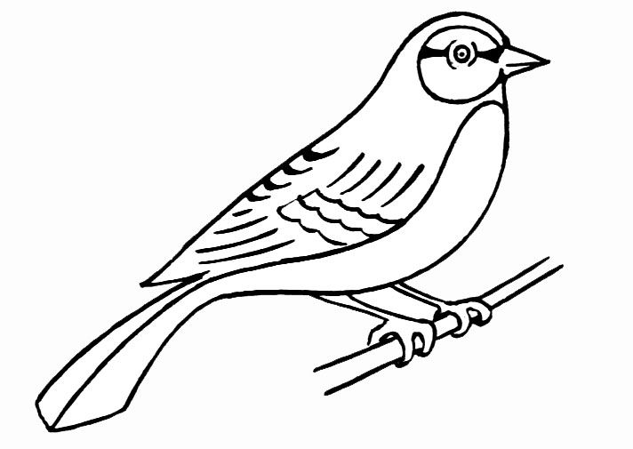 Dibujo para colorear: Aves (Animales) #11861 - Dibujos para Colorear e Imprimir Gratis