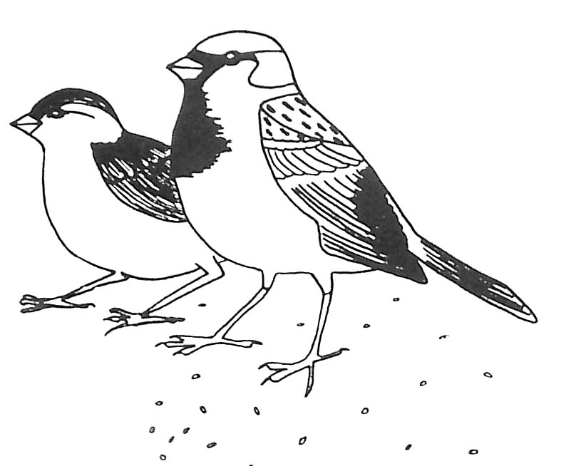 Dibujo para colorear: Aves (Animales) #11903 - Dibujos para Colorear e Imprimir Gratis