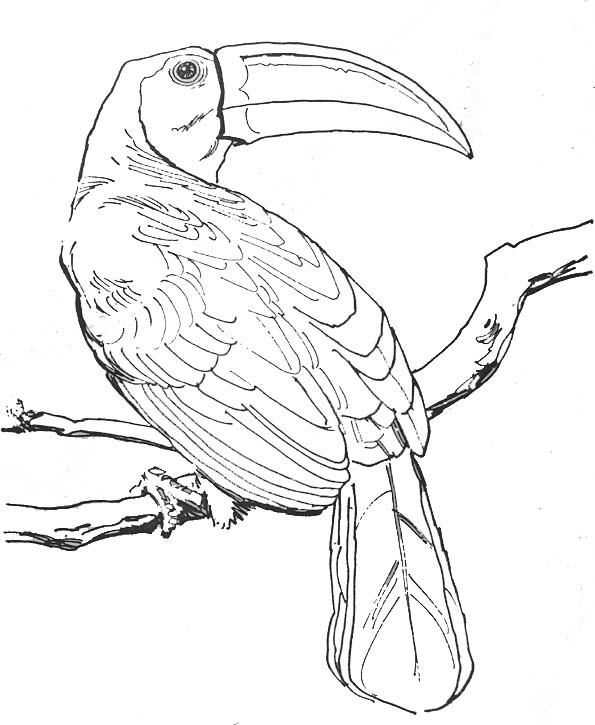 Dibujo para colorear: Aves (Animales) #11919 - Dibujos para Colorear e Imprimir Gratis