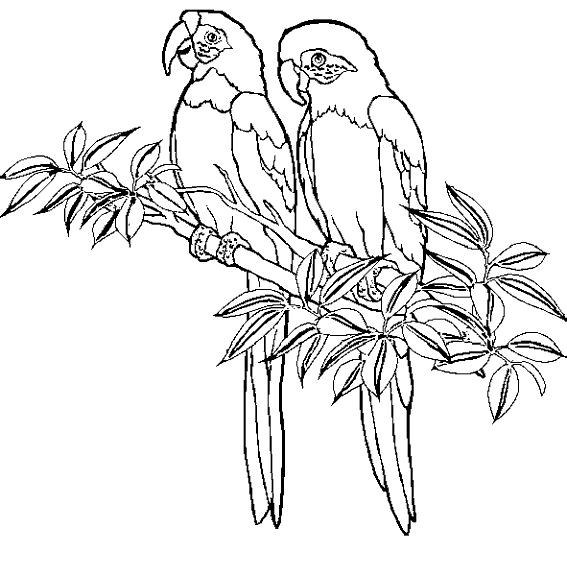 Dibujo para colorear: Aves (Animales) #11927 - Dibujos para Colorear e Imprimir Gratis