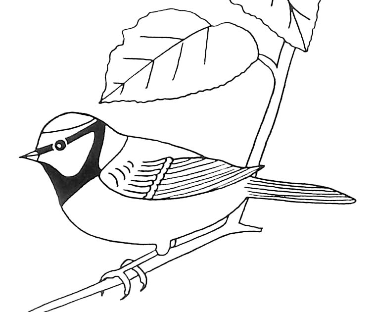 Dibujo para colorear: Aves (Animales) #11960 - Dibujos para Colorear e Imprimir Gratis