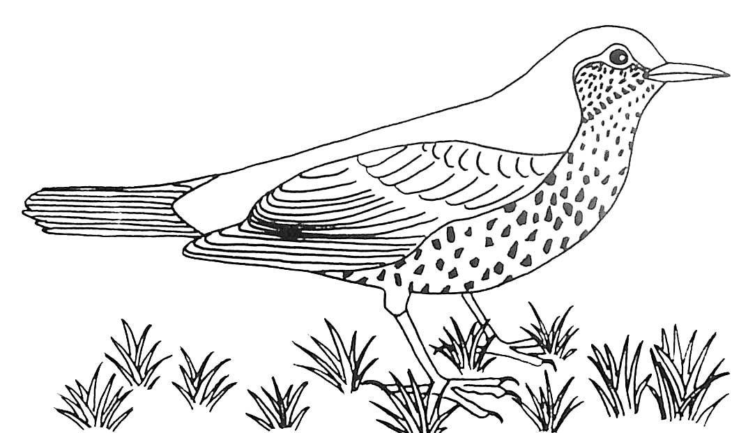 Dibujo para colorear: Aves (Animales) #11973 - Dibujos para Colorear e Imprimir Gratis