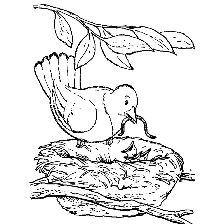 Dibujo para colorear: Aves (Animales) #11997 - Dibujos para Colorear e Imprimir Gratis