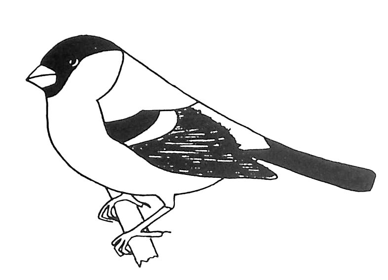 Dibujo para colorear: Aves (Animales) #12019 - Dibujos para Colorear e Imprimir Gratis