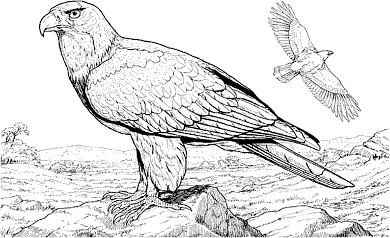 Dibujo para colorear: Aves (Animales) #12051 - Dibujos para Colorear e Imprimir Gratis