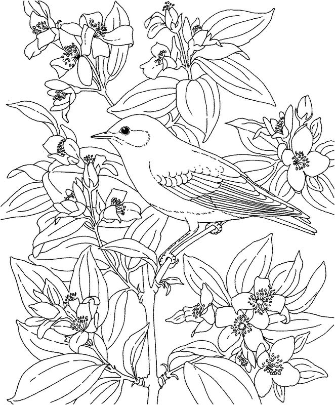Dibujo para colorear: Aves (Animales) #12108 - Dibujos para Colorear e Imprimir Gratis
