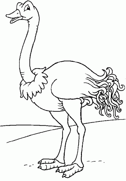 Dibujo para colorear: Avestruz (Animales) #677 - Dibujos para Colorear e Imprimir Gratis