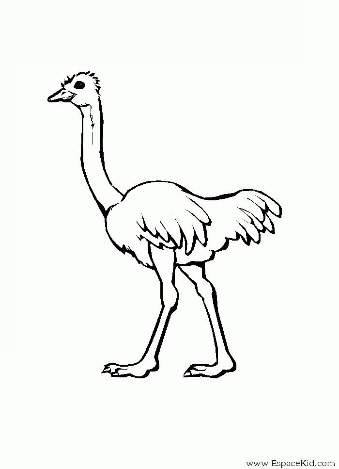 Dibujo para colorear: Avestruz (Animales) #678 - Dibujos para Colorear e Imprimir Gratis