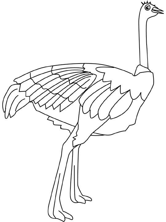 Dibujo para colorear: Avestruz (Animales) #682 - Dibujos para Colorear e Imprimir Gratis