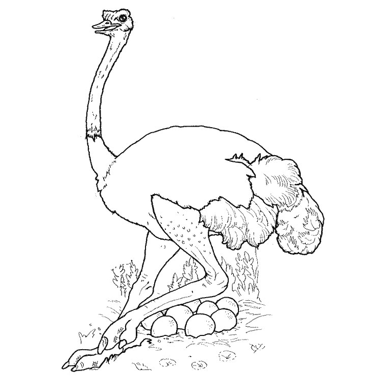 Dibujo para colorear: Avestruz (Animales) #694 - Dibujos para Colorear e Imprimir Gratis