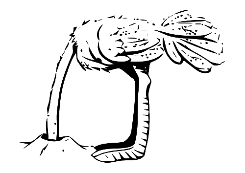 Dibujo para colorear: Avestruz (Animales) #748 - Dibujos para Colorear e Imprimir Gratis