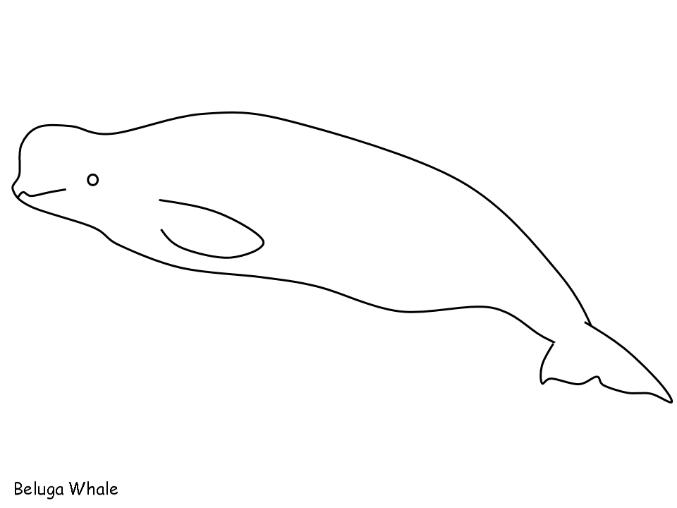 Dibujo para colorear: Beluga (Animales) #1067 - Dibujos para Colorear e Imprimir Gratis