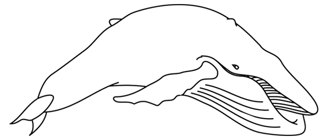 Dibujo para colorear: Beluga (Animales) #1086 - Dibujos para Colorear e Imprimir Gratis