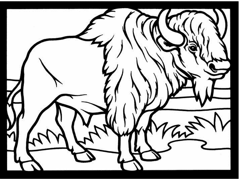 Dibujo para colorear: Bisonte (Animales) #1191 - Dibujos para Colorear e Imprimir Gratis
