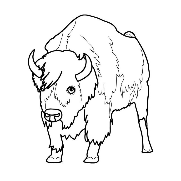 Dibujo para colorear: Bisonte (Animales) #1192 - Dibujos para Colorear e Imprimir Gratis