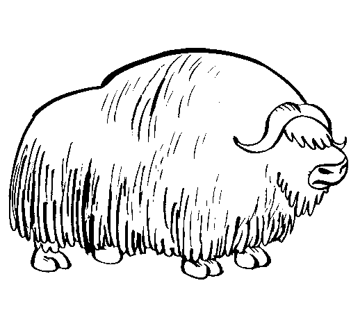 Dibujo para colorear: Bisonte (Animales) #1200 - Dibujos para Colorear e Imprimir Gratis