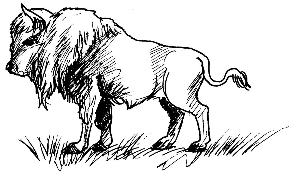 Dibujo para colorear: Bisonte (Animales) #1206 - Dibujos para Colorear e Imprimir Gratis