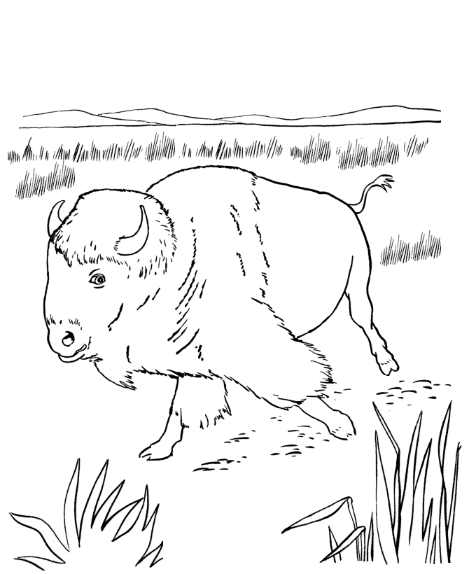 Dibujo para colorear: Bisonte (Animales) #1226 - Dibujos para Colorear e Imprimir Gratis