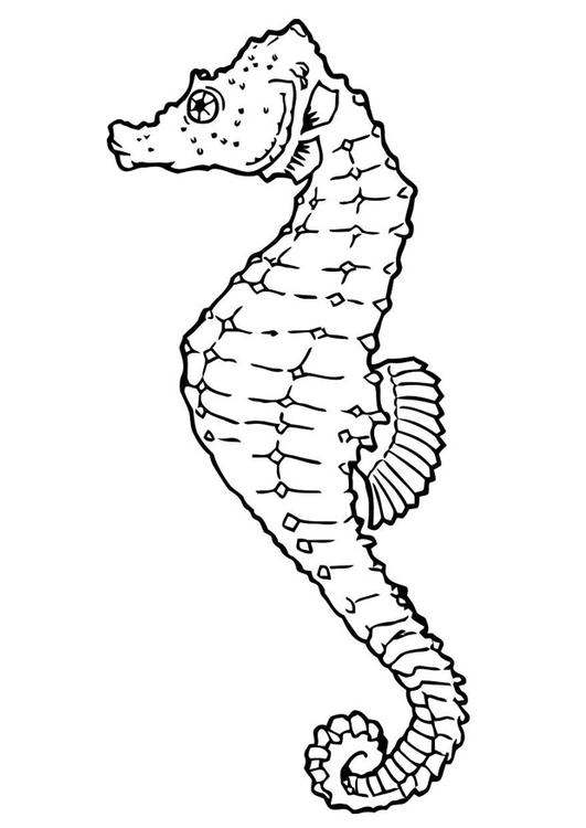 Dibujo para colorear: Caballito de mar (Animales) #18615 - Dibujos para Colorear e Imprimir Gratis