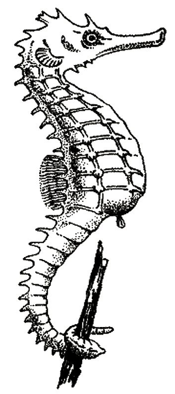 Dibujo para colorear: Caballito de mar (Animales) #18631 - Dibujos para Colorear e Imprimir Gratis