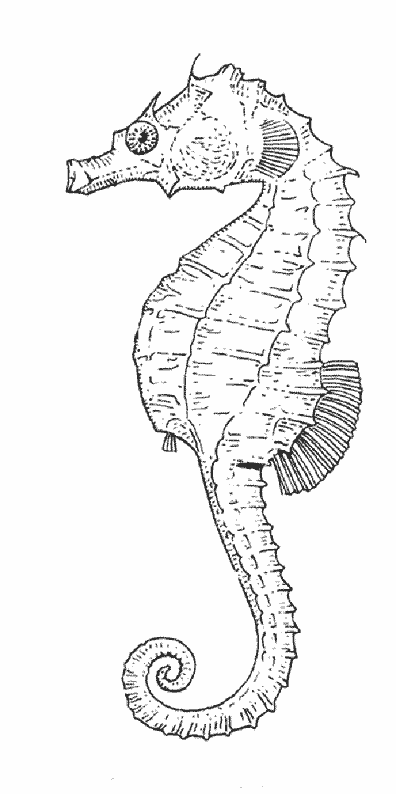 Dibujo para colorear: Caballito de mar (Animales) #18672 - Dibujos para Colorear e Imprimir Gratis